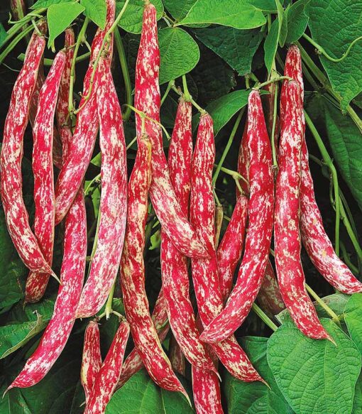 بذر لوبیا چیتی