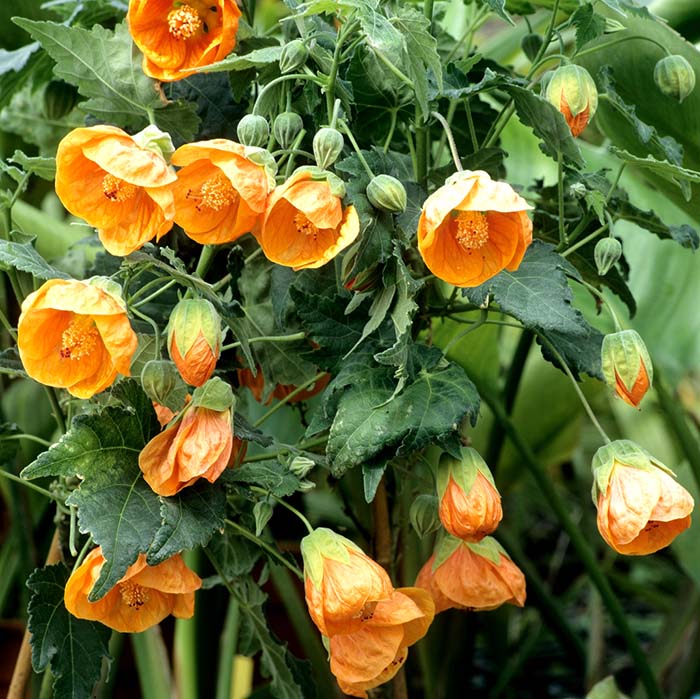 بذر گل ابوتیلون