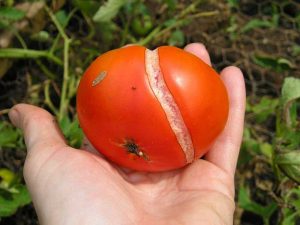 گوجه فرنگی و ترک خوردن پوست