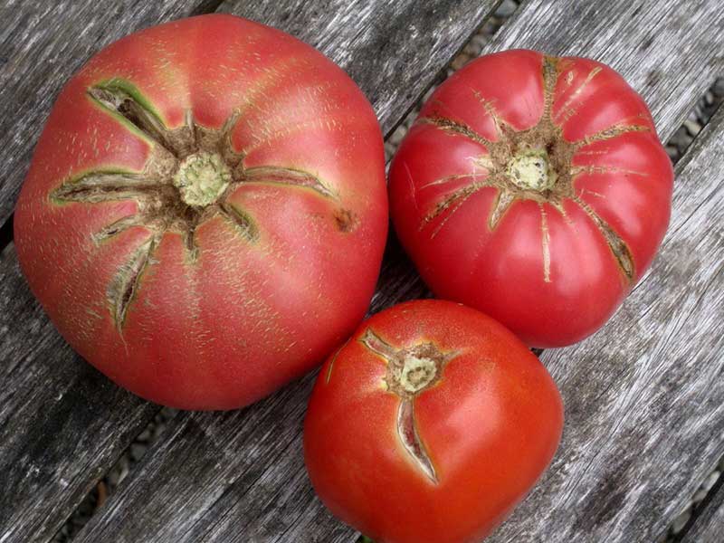 ترک خوردن گوجه فرنگی