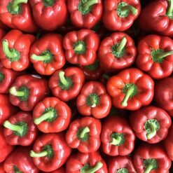 بذر فلفل دلمه مینی