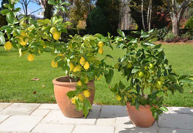 پرورش لیمو در گلدان