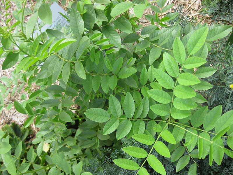 شیرین بیان