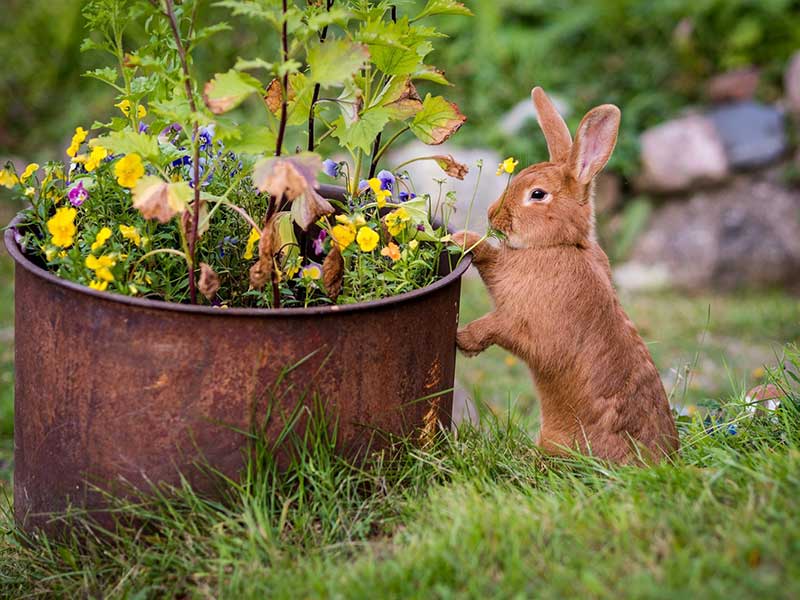 خرگوش ها و محصولات کشاورزی