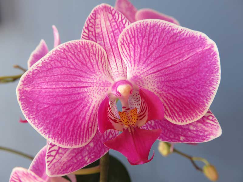 ارکیده Phalaenopsis یا Moth Orchids