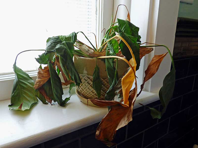 خشک شدن گیاهان آپارتمانی