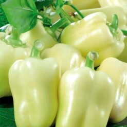 بذر فلفل باربیکیو