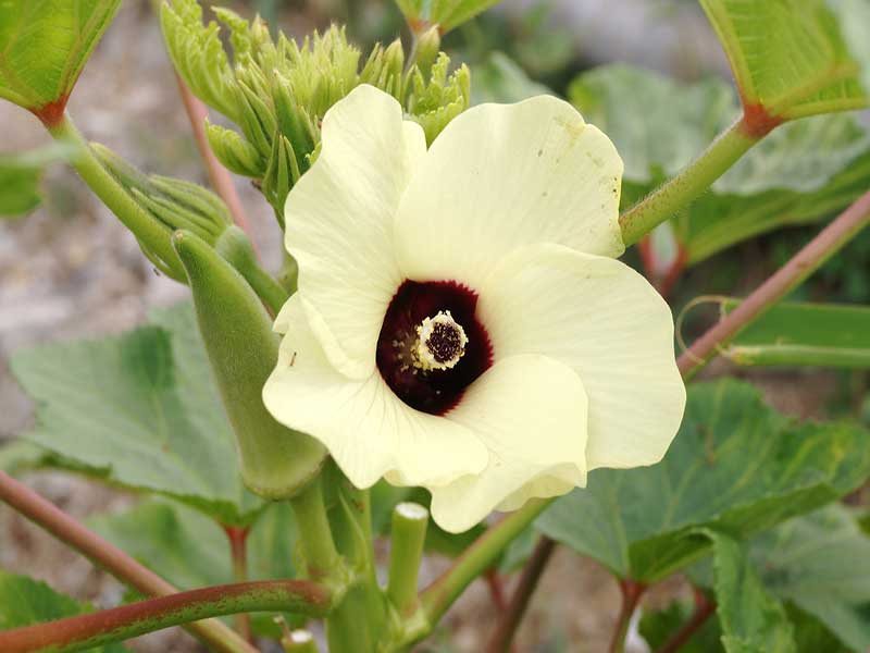 بامیه