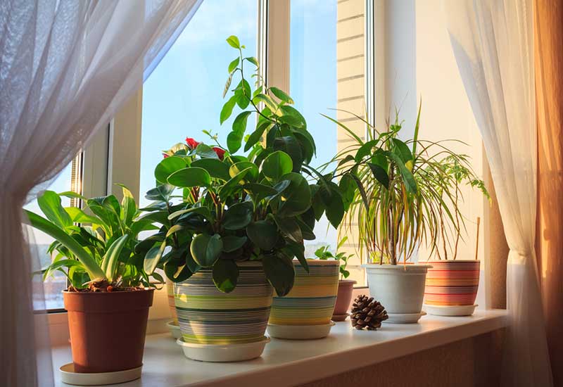 مراقبت از گیاهان آپارتمانی 