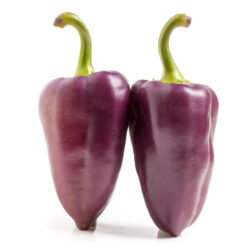 بذر فلفل کاپی بنفش