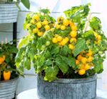 بذر گوجه زرد گیلاسی