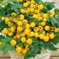 بذر گوجه زرد گیلاسی