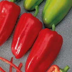 بذر فلفل مخروطی