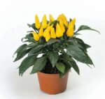 بذر فلفل زرد پاکوتاه