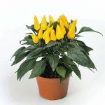 بذر فلفل زرد پاکوتاه