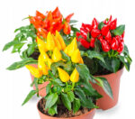 بذر فلفل زرد پاکوتاه