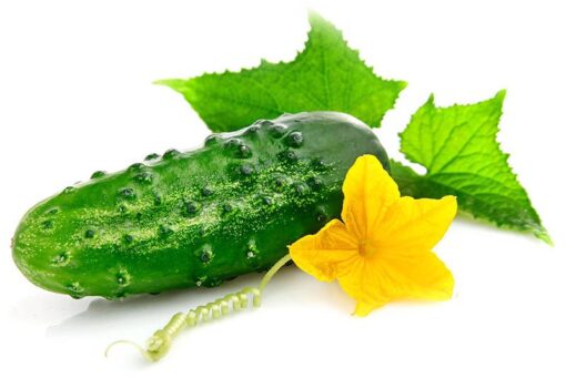 بذرخیارخاردار