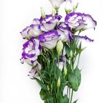 بذر گل لیسیانتوس