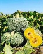 بذر کدو حلوایی Buen Gusto
