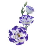 بذر گل لیسیانتوس