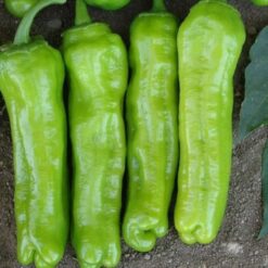 بذر فلفل مازامورت