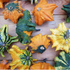 بذر کدو تنبل ستاره ای