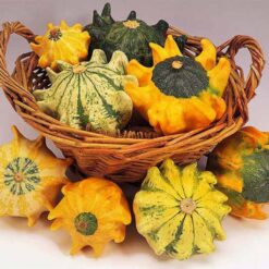 بذر کدو تنبل ستاره ای