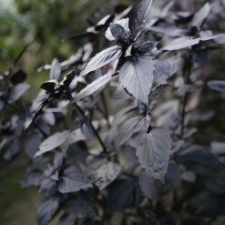 بذر ریحان یاقوت تیره