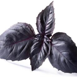 بذر ریحان یاقوت تیره