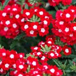 بذر گل شاهپسند قرمز