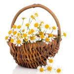 بذر گل بابونه زینتی