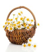 بذر گل بابونه زینتی