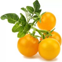 بذر گوجه فرنگی زرد پرتقالی