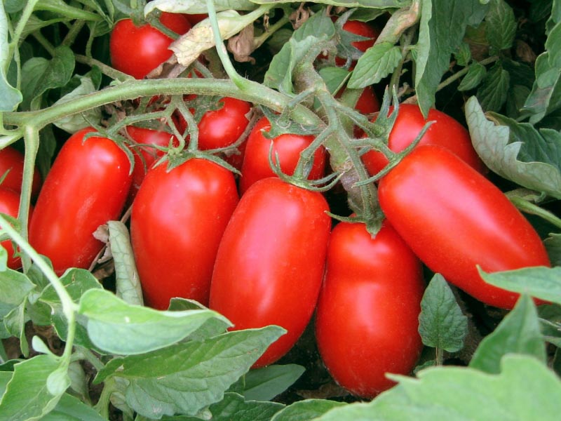 بذر گوجه فرنگی سان مارزانو