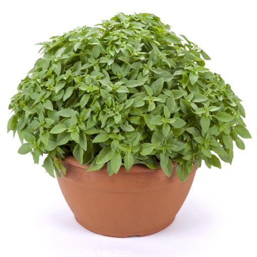 بذرریحان بوته ای