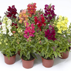 بذر گل میمون میکس