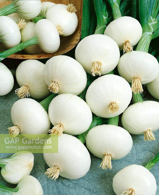 بذر پیاز ترشی