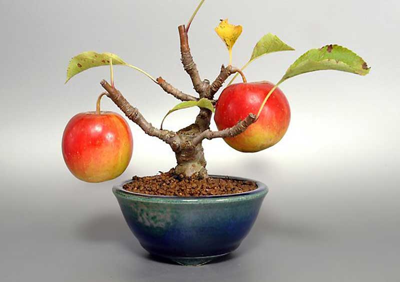 درخت میوه بونسای