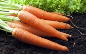 خاک مناسب کاشت هویج