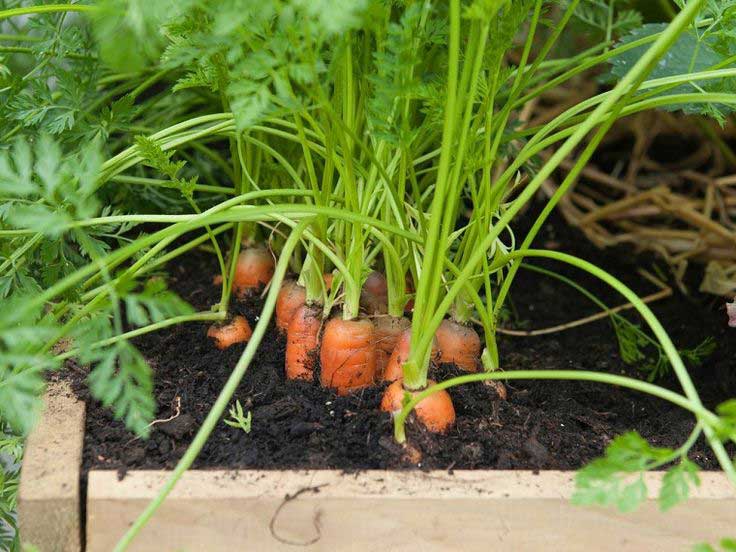 خاک مناسب کاشت هویج