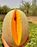 بذر ملون دژگاه