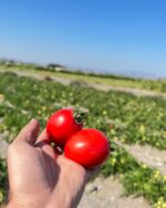 بذر گوجه فرنگی برنوا