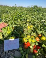 بذر گوجه فرنگی برنوا