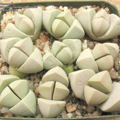 بذر ساکولنت لاپیداریا