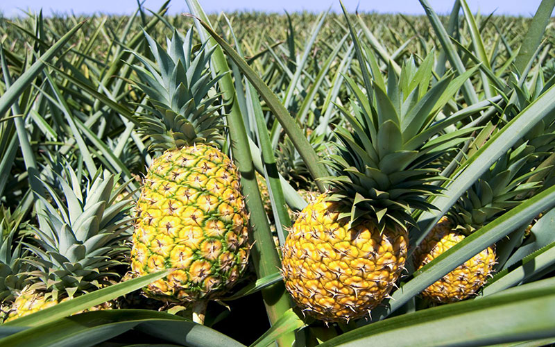 افزایش تولید آناناس 