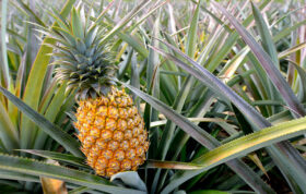 افزایش تولید آناناس