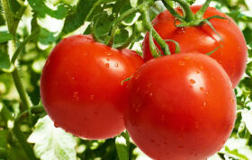 کاهش رشد گوجه فرنگی