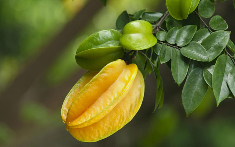 کوددهی استار فروت