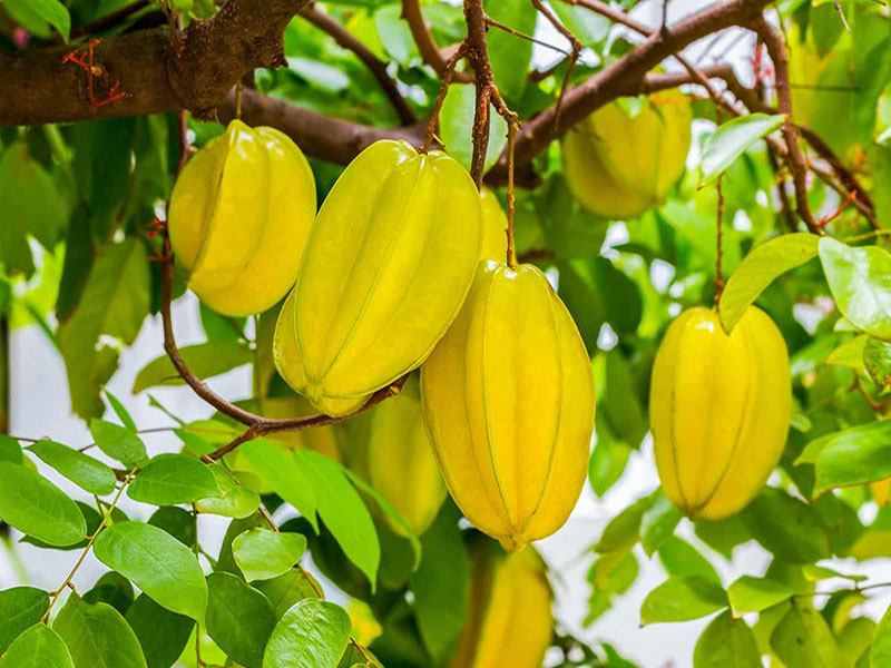 کوددهی استار فروت