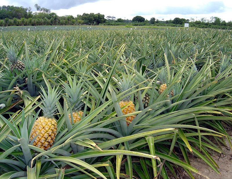 افزایش تولید آناناس 